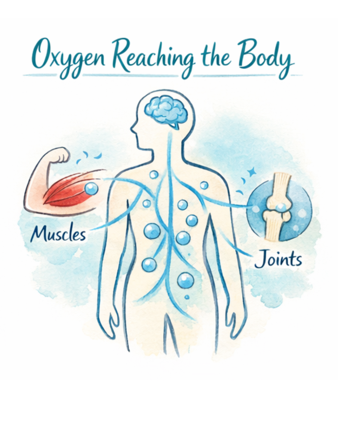 What is Mild Oxygen Therapy Sonoma County Santa Rosa 4 2 Oxygen Reaching the Body